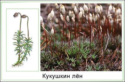 Зеленый