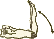 http://pro3001.narod.ru/shcola/sila/sandow/image16.gif