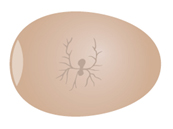 http://www.bigfarmer.ru/_mod_files/ce_images/eshop/eggs-4.jpg