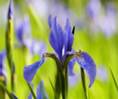 ���� ���� Beautiful Flowers 5 158