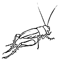 grasshoper12.gif
