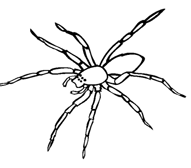 spider03.gif