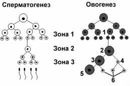 Гаметогенез4