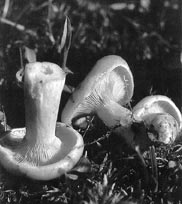 http://bio.1september.ru/2000/05/15.jpg