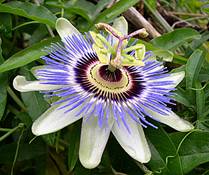 passiflore_21