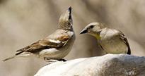 ��������� ���������� (���. Passeridae)