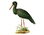 http://biodat.ru/db/rb/pic/251.jpg