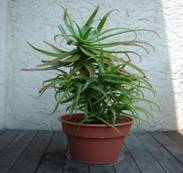 C:\Users\�����\Desktop\�2\Krantz-aloe1-520x693.bmp