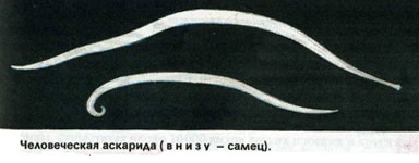 http://festival.1september.ru/articles/584585/img4.jpg