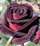 C:\Documents and Settings\������\������� ����\���� 2014\���� 2014\�����-���������\Black Baccara.3.jpg