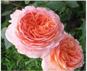 C:\Documents and Settings\������\������� ����\���� 2014\���� 2014\�����\abraham-darby4.jpg