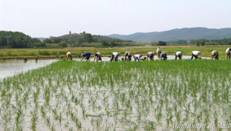 Pals - Plantada Tradicional d�Arròs (Foto: Ajuntament de Pals)