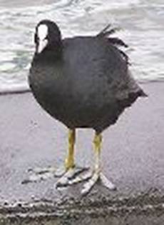 http://go4.imgsmail.ru/imgpreview?key=http%3A//upload.wikimedia.org/wikipedia/commons/thumb/0/05/2006-06-05_blaesshuhn.jpg/265px-2006-06-05_blaesshuhn.jpg&mb=wikipedia_preview_001&w=100