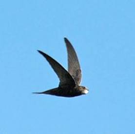http://go3.imgsmail.ru/imgpreview?key=http%3A//www.ornithologist.ru/foto/a.apus.jpg&mb=imgdb_preview_559&q=90&w=200