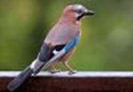 http://go4.imgsmail.ru/imgpreview?key=http%3A//upload.wikimedia.org/wikipedia/commons/thumb/f/fa/Garrulus_glandarius_B_Luc_Viatour.jpg/265px-Garrulus_glandarius_B_Luc_Viatour.jpg&mb=wikipedia_preview_001&w=100