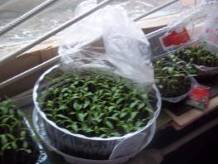 100_8069.JPG