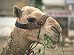 media/source_pictures/camel.zip