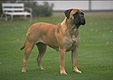 media/source_pictures/dog.zip