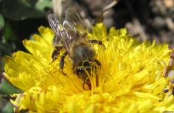 http://pollen.ucoz.kz/_si/0/s05501580.jpg