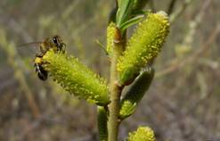 http://pollen.ucoz.kz/_si/0/s19978080.jpg