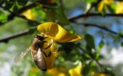 http://pollen.ucoz.kz/_si/0/s31583600.jpg