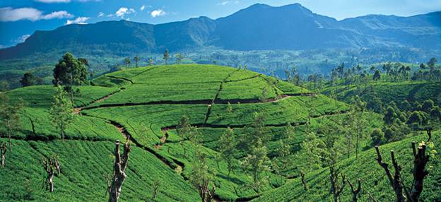 http://miracleisland.files.wordpress.com/2012/03/nuwara-eliya_tea.jpg