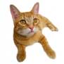 C:\Users\�������������\Desktop\64293156_x_c0ec25b7.jpg