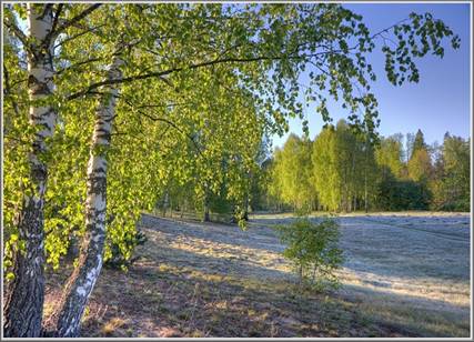 C:\Users\1\Desktop\береза\б12.jpg