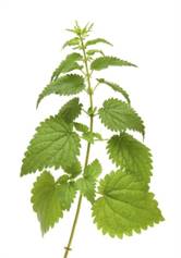 Запрос: high nettle plant isolated on white