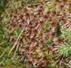 Five-ranked Bogmoss (Sphagnum quinquefarium) - Information on Five-ranked Bogmoss - Encyclopedia of Life