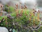 http://www.swissbryophytes.ch/content/images/bryopictures/6919.jpg
