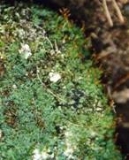Saelania glaucescens
