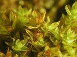 http://www.milueth.de/Moose/Europe-DVD/Orthotrichum%20gymnostomum%205b.jpg