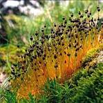 http://upload.wikimedia.org/wikipedia/commons/thumb/f/f8/Mosses01.jpg/220px-Mosses01.jpg