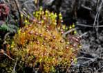 http://www.biopix.com/photos/ane-splachnum-vasculosum-00677.jpg