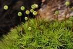 http://www.biopix.com/photos/jcs-bartramia-pomiformis-41806.jpg