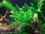 http://www.aquapage.cz/Obrazky/Rostliny/51116.jpg