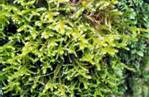 http://phytoimages.siu.edu/users/vitt/9_7_06_2/Mosses2/Antitrichiacurtipendula4.JPG