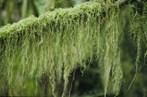 http://phytoimages.siu.edu/users/vitt/9_7_06_4/MossesDP/Isotheciumstoloniferum.JPG