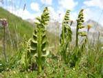 http://www.online-utility.org/image/ImageCache?file=6/63/Botrychium_lunaria_%28Vanoise%292.JPG/800px-Botrychium_lunaria_%28Vanoise%292.JPG