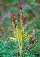 ���������� ������������� - Botrychium lanceolatum - ����������� �������� - ����������