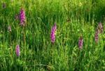 ORCHIS - Polskie Towarzystwo Storczykowe