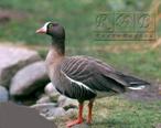 ��������� (Anser erythropus)
