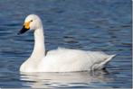 ����� ������ (Cygnus bewickii) " ������.�� - �������� ����, ������������� ����