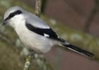 �����, ��� ������� ��������� - Lanius excubitor L. ������������� �����