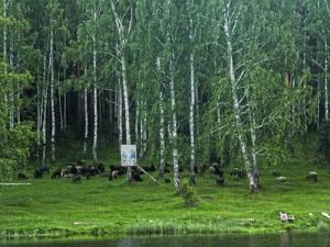 http://govp.info/sites/default/files/imagecache/news_body/sokolovka110615ava.jpg