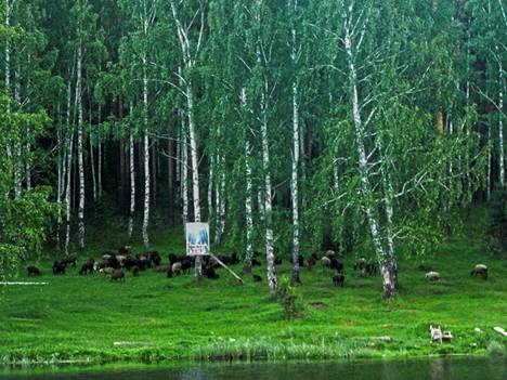 http://govp.info/sites/default/files/sokolovka11061501.jpg