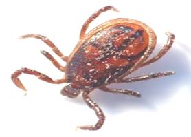 Tick_male_(aka).jpg