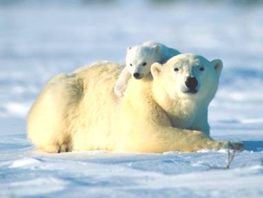 Bear_Hug-1600x1200.jpg