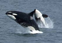 http://www.oceanology.ru/wp-content/uploads/2009/10/killer-whales-orcinus-orca.jpg